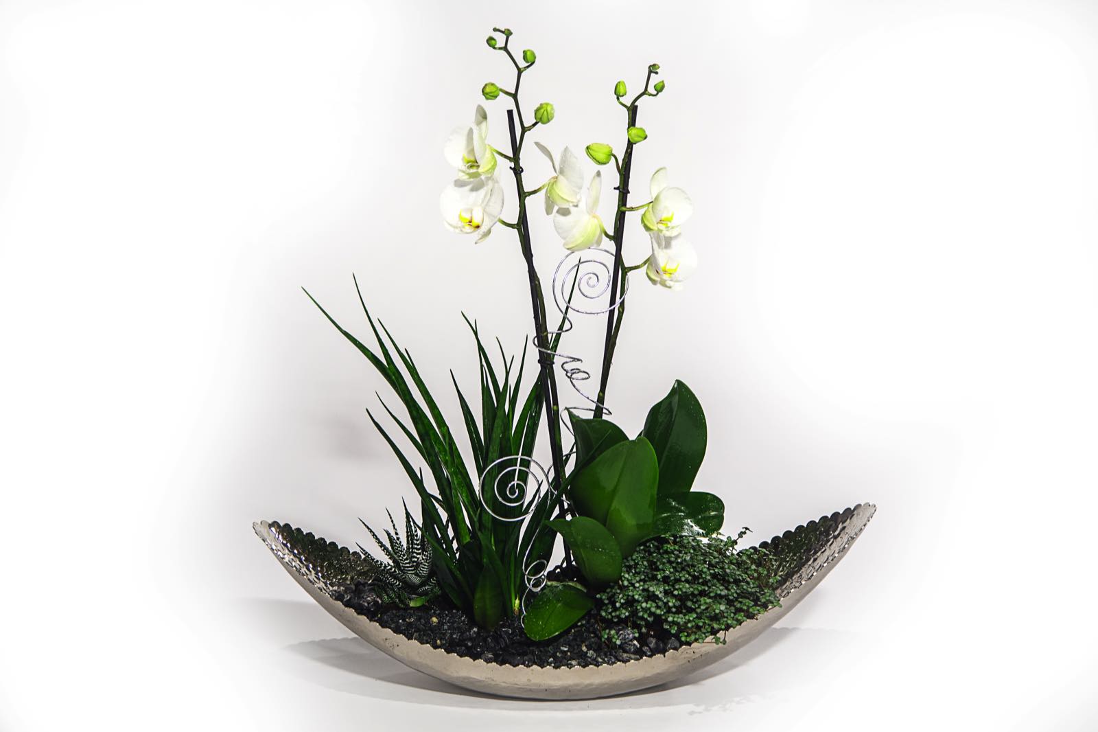 Bepflanzte Schale mit Orchidee und Grünpflanzen